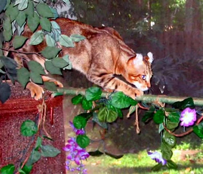 mokave king puma cat